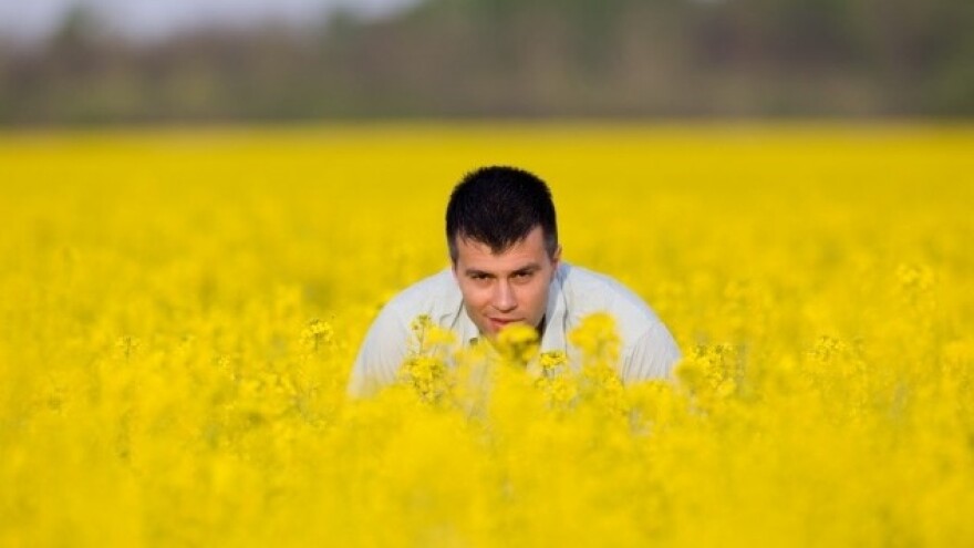 Ekstremne štete uroda uljane repice?