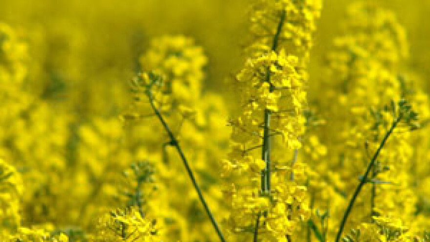 Španjolci u Slavoniji žele kupovati uljarice