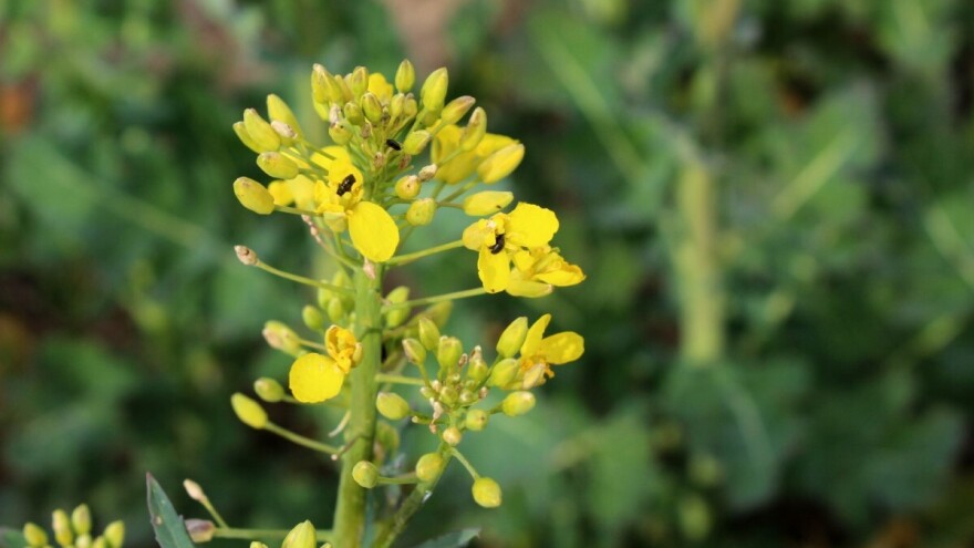Sjajnik prijeti - čime suzbiti najvažnijeg štetnika uljane repice?