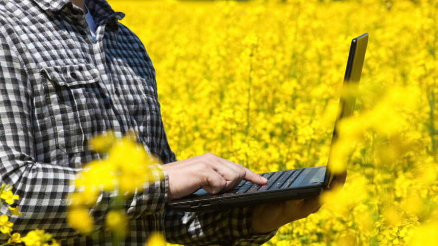 Cijene uljarica rastu unatoč zalihama