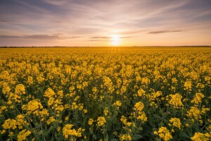 Uljane repice - novost iz Bc Instituta