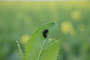 Uljanom repicom lete ose listarice