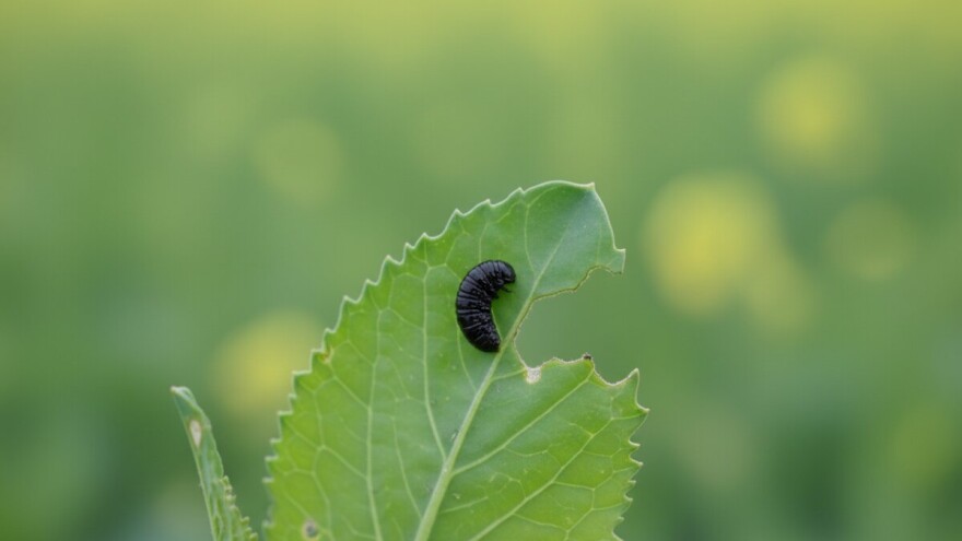 Uljanom repicom lete ose listarice