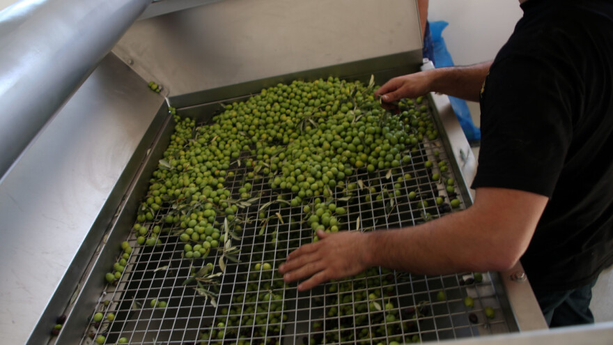 Otvorena prva uljara u Neumu - pogon za preradu maslina