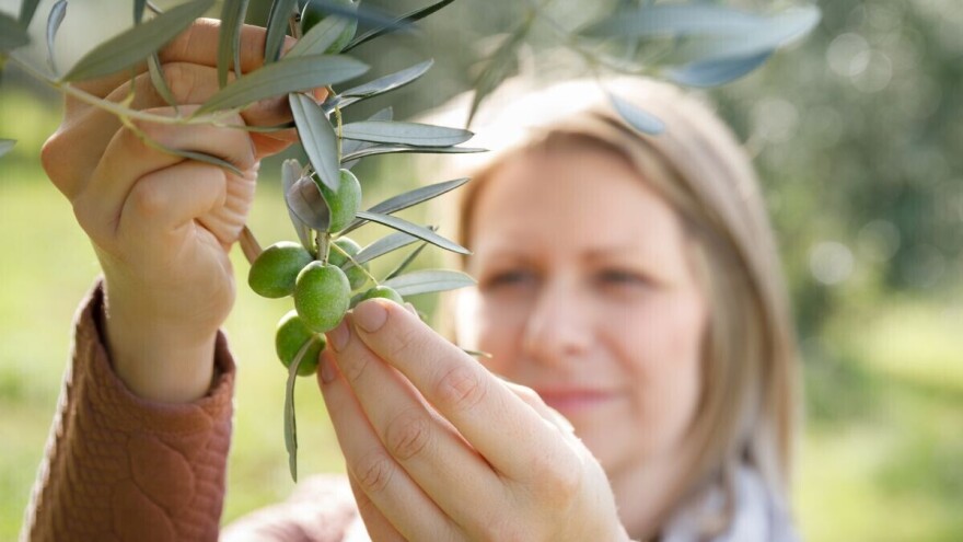 Kad se rodiš u epicentru buže, moraš se baviti maslinama jer ti njeno ulje teče venama