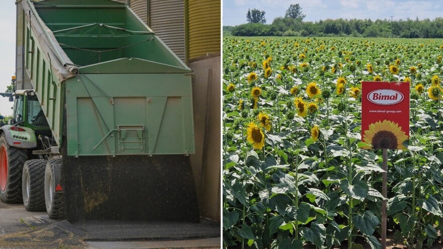 Iz "Bimala" za Agroklub: Domaći proizvođači imaju siguran otkup uljarica