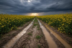 Uljarice nakon suše i kiše