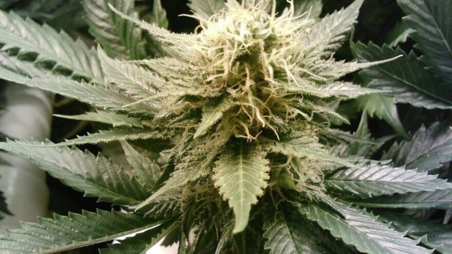 S tržišta se povlači britansko konopljino ulje