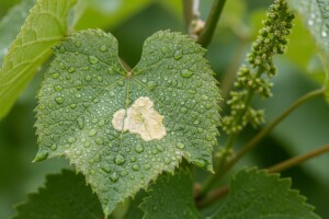 Uljne pjege na listovima vinove loze