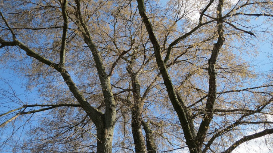 Masovno sušenje brestova u Pomoravlju