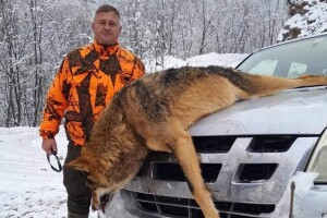 Oči u oči sa predatorom: Vuk pao pred Srđanovim nišanom