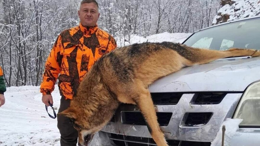Oči u oči sa predatorom: Vuk pao pred Srđanovim nišanom