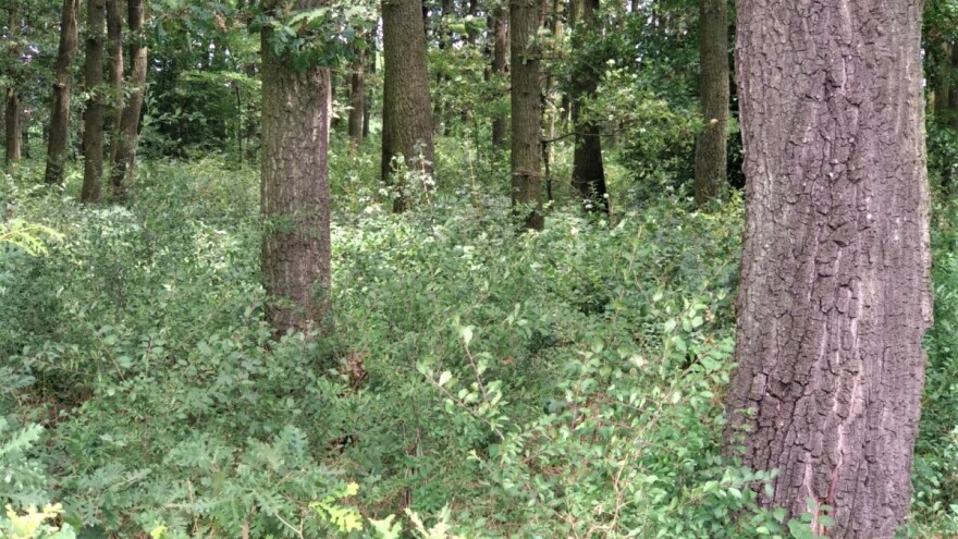 Zašto ulagati u sadnju drveća i kako održavati šumu?