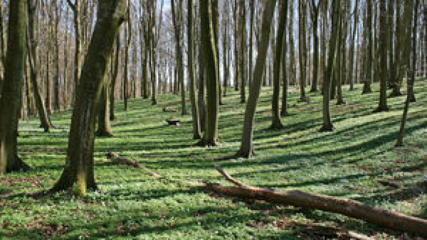 Unapređenje šumarstva i kultura zemljišta