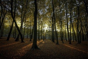 Sivo tržište ogrjevnog drveta bliži se kraju