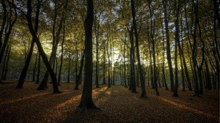 Sivo tržište ogrjevnog drveta bliži se kraju