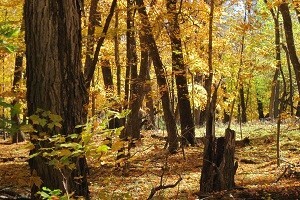 Centar kompetencija za slavonski hrast