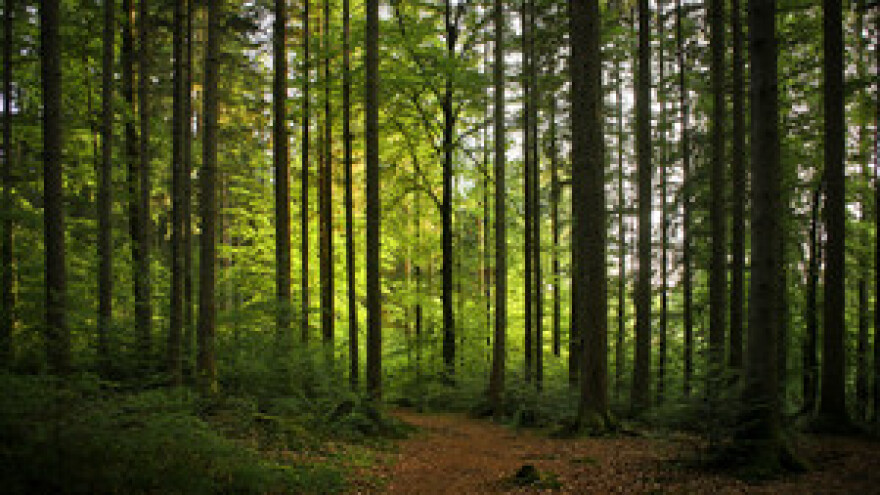 Očuvajmo hrvatske šume!