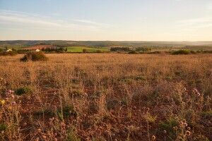 Umaško poljoprivredno zemljište propada
