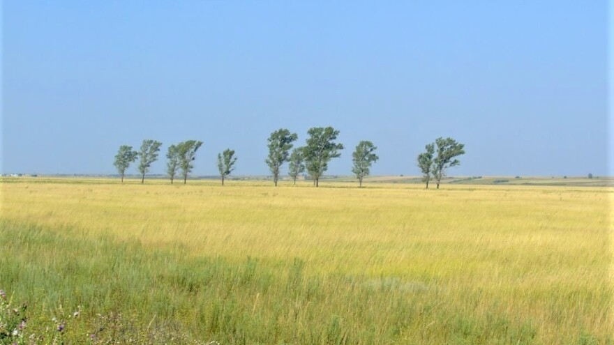 Za (ne)pošumljavanje Vojvodine krive lokalne samouprave?