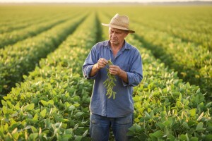 Umjesto domaće soje - uvozna sojina sačma?