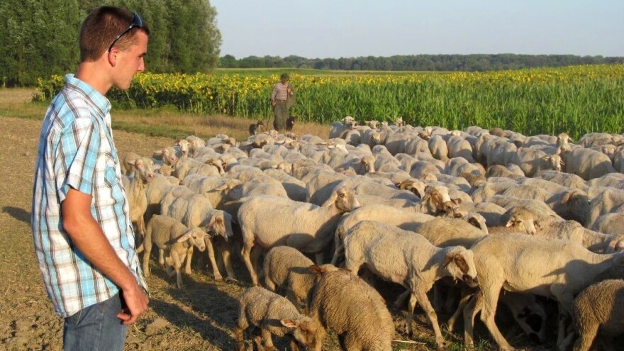 Budućnost ovčarstva u umjetnom osjemenjivanju - ovan u stadu tek kao "korektor"?