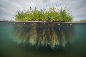 Umjetni otoci koji pročišćavaju vodu