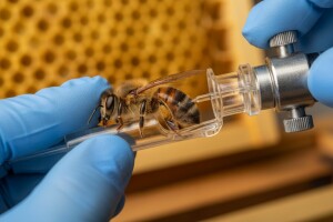 Umjetno osjemenjivanje pčelinjih matica