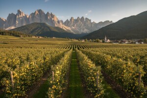 Umrežavanje voćara dovedeno do savršenstva