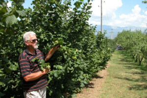 Kako prirodno održavati lijesku velike rodnosti?