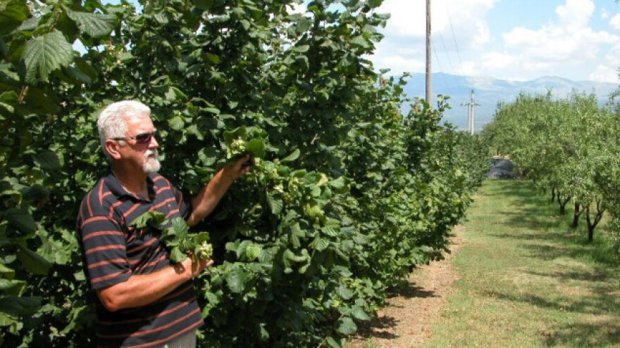 Uzgajanje leske: sistem i zaštita