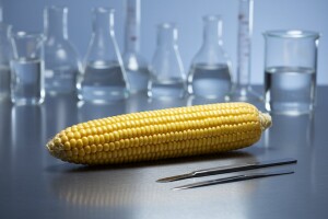 Unatoč studiji Bruxelles prešutno odobrava GMO
