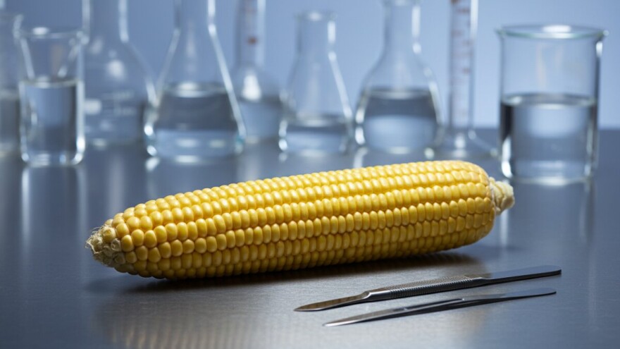 Unatoč studiji Bruxelles prešutno odobrava GMO