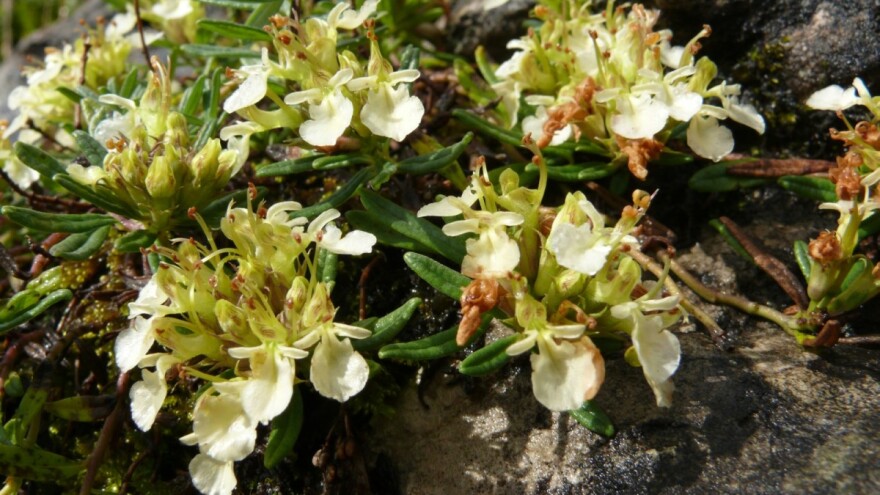 Branje trave ive na Ozrenu, kosidba na Kupresu i prašuma Perućica na listi UNESCO-a?