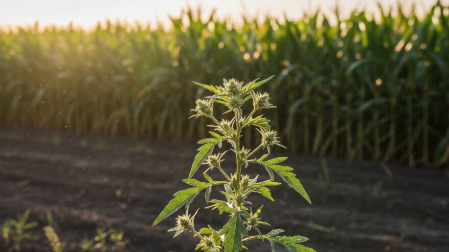 Uništavajte ambroziju i abutilon