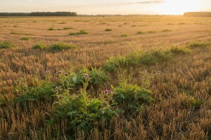 Uništavanje korova na strništima