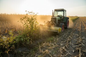 Uništavanjem ambrozije izbjegnite kazne