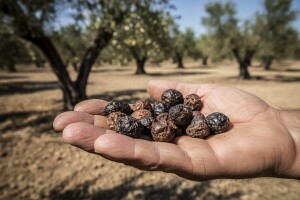 Uništen cijeli urod maslina na Krku