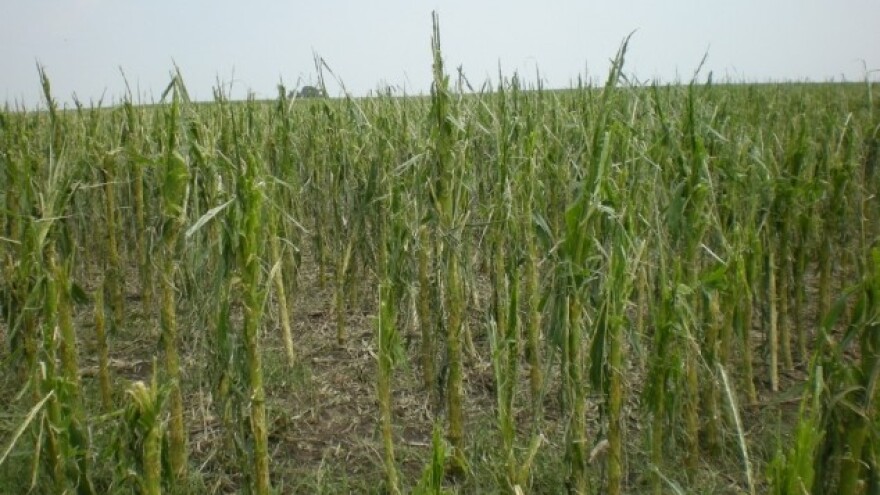 Ko će i kako pomoći banatskim paorima?