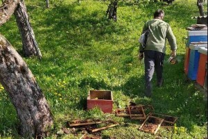 Medvjed uništio košnice u potrazi za hranom, djelomično i pčelarevom krivicom?!