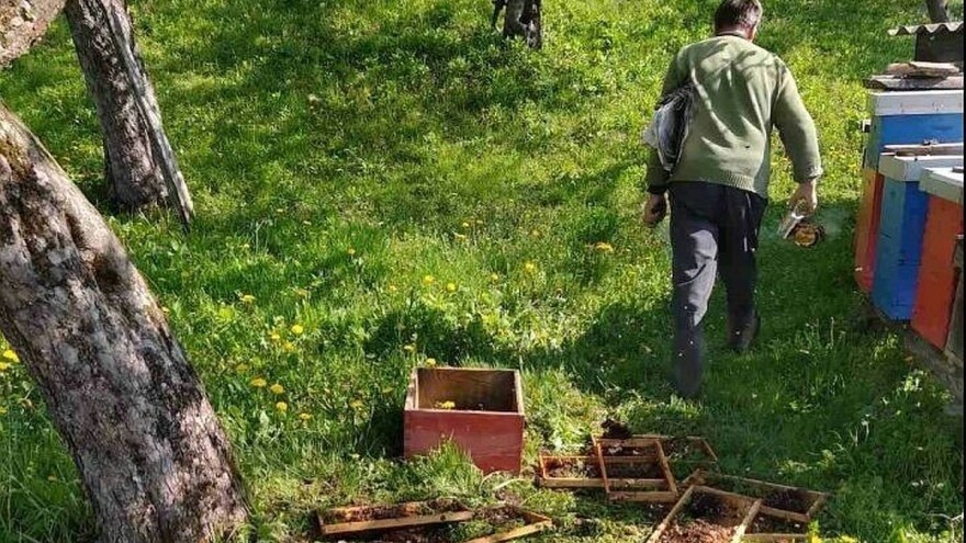 Medvjed uništio košnice u potrazi za hranom, djelomično i pčelarevom krivicom?!