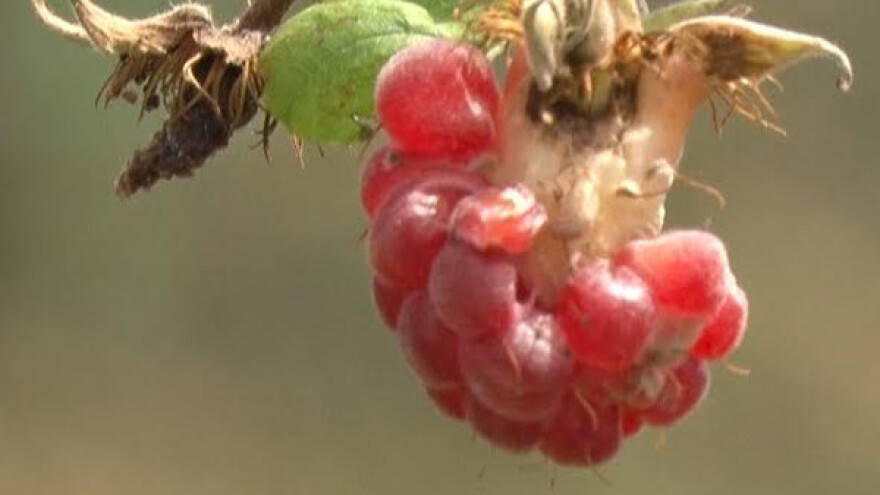 Gradonosna berba malina u Kosjeriću