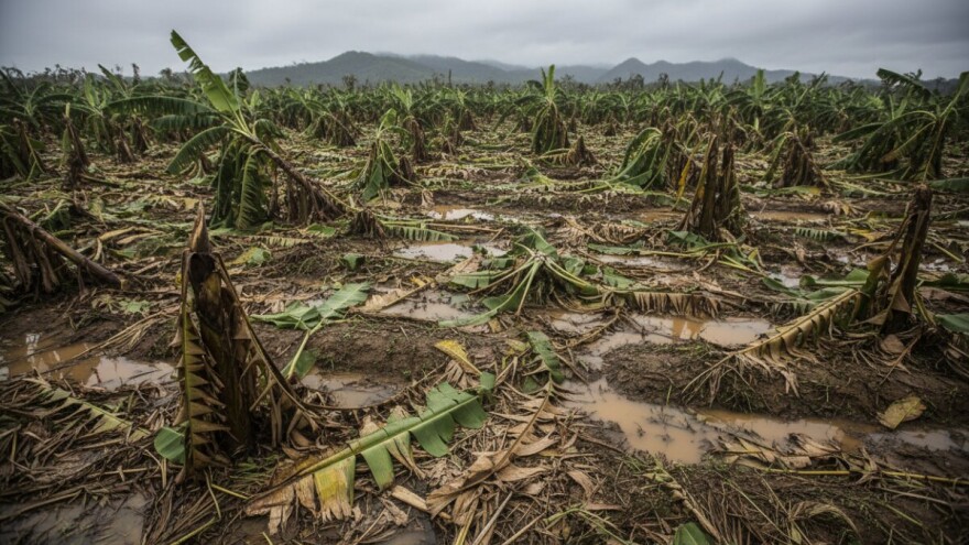 Uništene plantaže banana