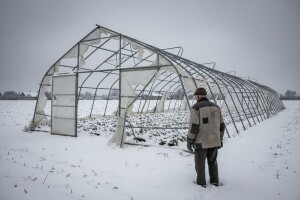Uništeni plastenici sa sadnicama jagoda