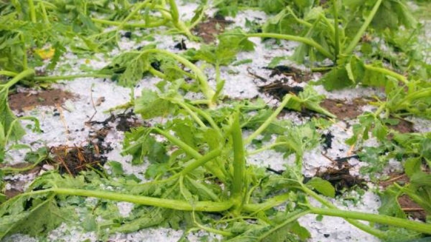 Grad uništio voćnjake i useve