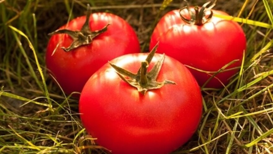 Uništen paradajz iz nelegalnog uvoza