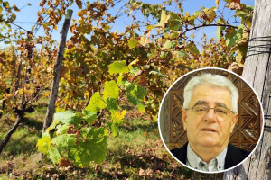 Blagdan sv. Martina mora se dostojno proslaviti jer je za svaku kap vina uloženo puno truda
