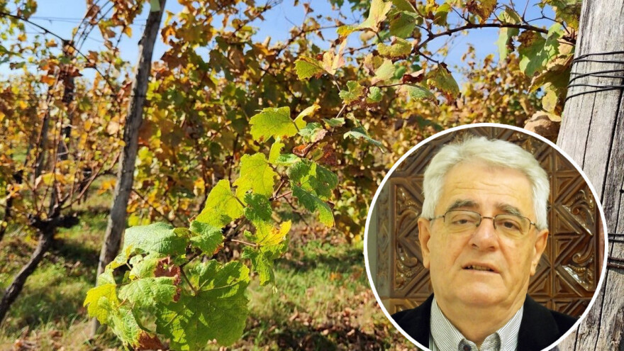 Blagdan sv. Martina mora se dostojno proslaviti jer je za svaku kap vina uloženo puno truda