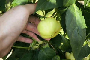 Na usevima paprike uočena jaja kukuruzne sovice - kako delovati?