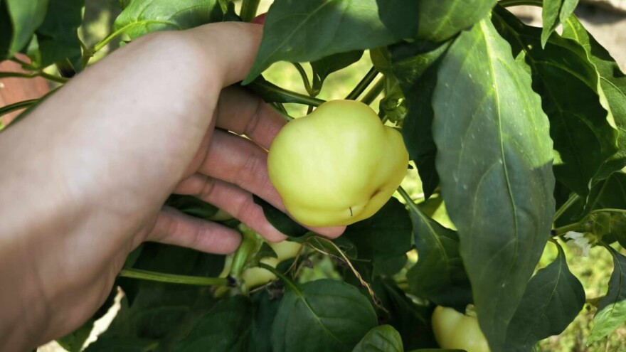 Na usevima paprike uočena jaja kukuruzne sovice - kako delovati?